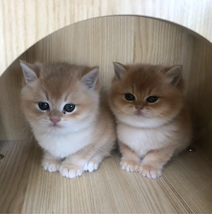 Reinrassige Bkh kitten