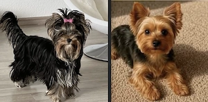 Suche Yorkie Hündin: Black & Tan Kupfergold (Welpe oder erwachsen)