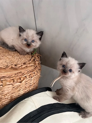 Heilige Birma Kitten 