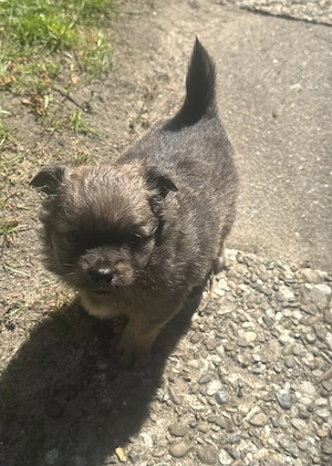 Zuckersüße Pomchi Welpen 4Rüden 1Hündin Auszugsbreit   Bild 5