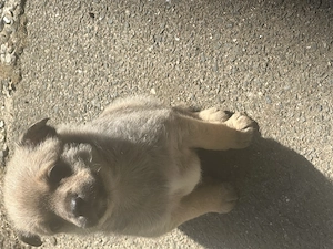 Zuckersüße Pomchi Welpen 4Rüden 1Hündin Auszugsbreit   Bild 6