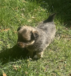 Zuckersüße Pomchi Welpen 4Rüden 1Hündin Auszugsbreit   Bild 10