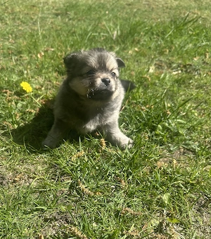 Zuckersüße Pomchi Welpen 4Rüden 1Hündin Auszugsbreit   Bild 9