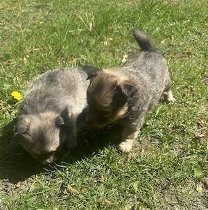 Zuckersüße Pomchi Welpen 4Rüden 1Hündin Auszugsbreit   Bild 7