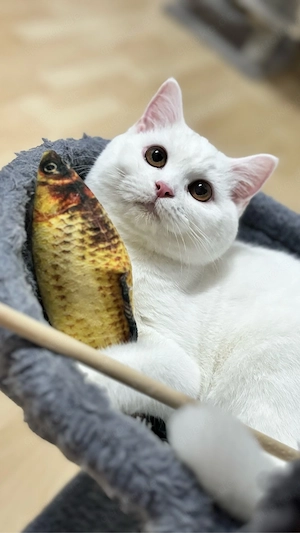 Süße BKH Katze sucht ein liebevolles Zuhause