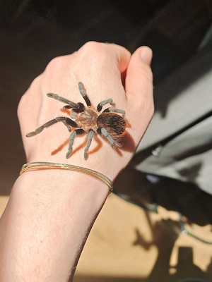 0.0.1 Tliltocatl kahlenbergi 