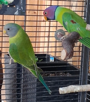 Pflaumenkopfsittich Pärchen  Bild 2