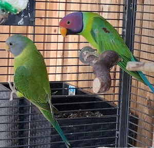 Pflaumenkopfsittich Pärchen 