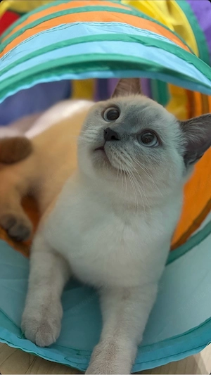 2x BKH Katzen suchen liebevolles Zuhause