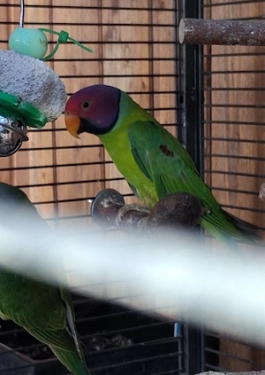 Pflaumenkopfsittich Pärchen  Bild 3