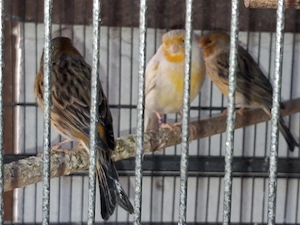 Kanarienvögel Gruppe