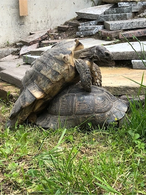 Schildkröte Breitrand Bild 2