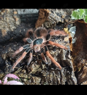 0.0.1 Megaphobema robustum 