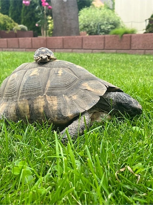 Schildkröte Breitrand Bild 3