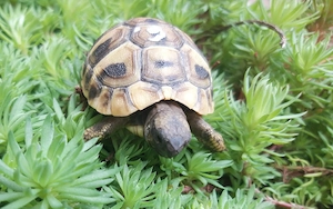 Griechische Landschildkröten 
