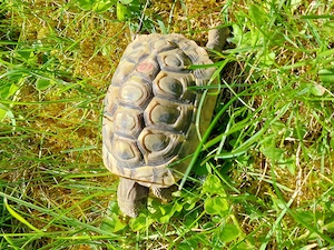 Sechsjährige griechische Landschildkröte