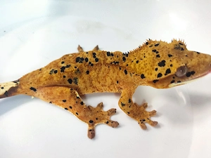 0.1 Kronengecko (Superdalmatien) #01