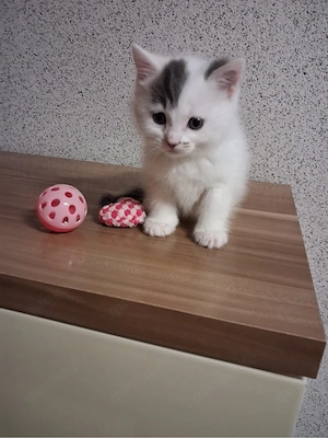 Süße Kitte sucht ein kuschliges zu Hause