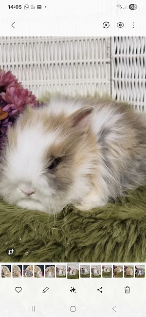 Niedliches Zwergkaninchen, Löwenkopf Teddyzwerg