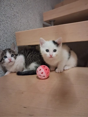 Süße Babykitten suchen ein neues zu Hause