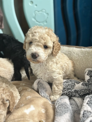 Reinrassige Kleinpudel Welpen Hündinnen Apricot, Fawn, Schwarz Pudel