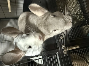 2 Chinchilla Weibchen abzugeben