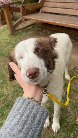 Lilly 1,5 jährige Collie -Mix Hündin sucht ein liebevolles Zuhause 