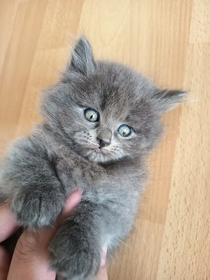 Birma - Perser-Kater