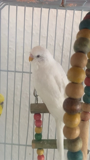 4 wellensittche zu verkaufen !!