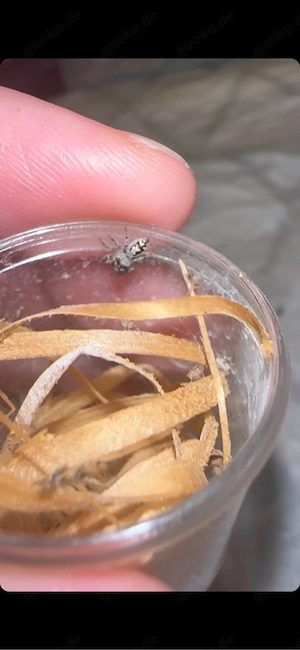 Phidippus otiosus orange form Bild 4