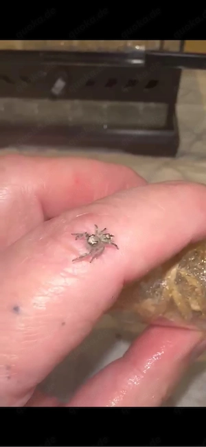 Phidippus otiosus orange form Bild 3