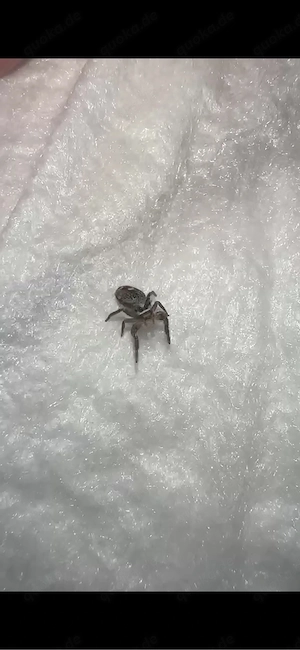 Phidippus otiosus orange form Bild 5