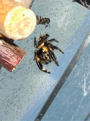 Phidippus otiosus orange form Bild 2