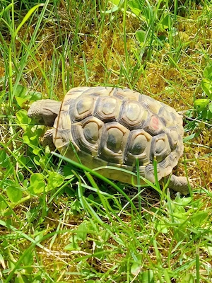 Sechsjährige griechische Landschildkröte