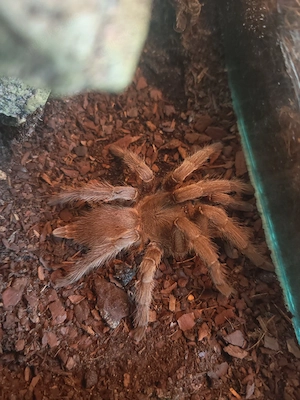 0.1 Chilobrachys guangxiensis 