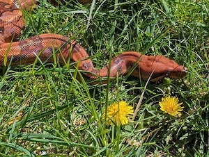 Boa Blood 66%het VPI 