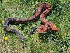 Boa Blood 66%het VPI  Bild 2