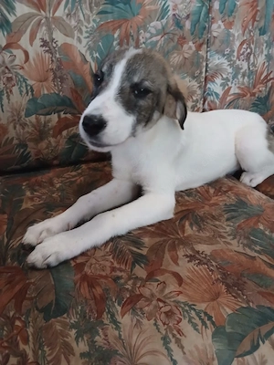 Hund Hündin Welpe Tierschutz Bundesweite Vermittlung  Bild 7