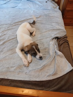 Hund Hündin Welpe Tierschutz Bundesweite Vermittlung  Bild 5