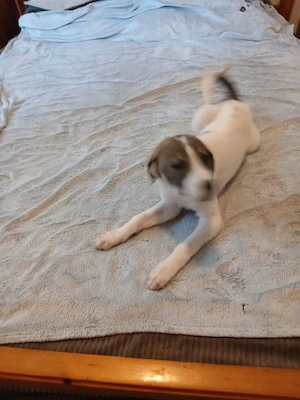 Hund Hündin Welpe Tierschutz Bundesweite Vermittlung  Bild 8