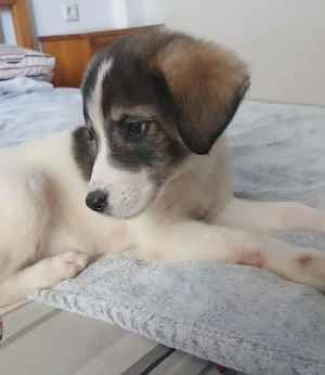 Hund Hündin Welpe Tierschutz Bundesweite Vermittlung  Bild 3