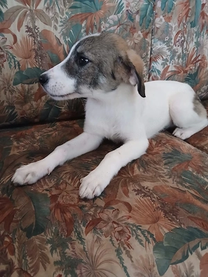 Hund Hündin Welpe Tierschutz Bundesweite Vermittlung  Bild 9