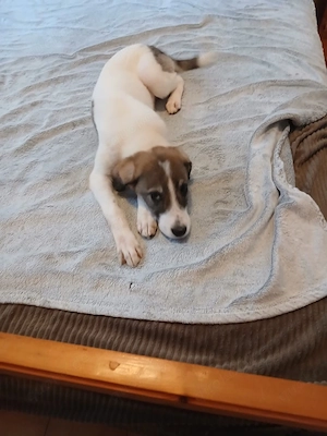 Hund Hündin Welpe Tierschutz Bundesweite Vermittlung  Bild 6