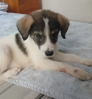 Hund Hündin Welpe Tierschutz Bundesweite Vermittlung  Bild 2