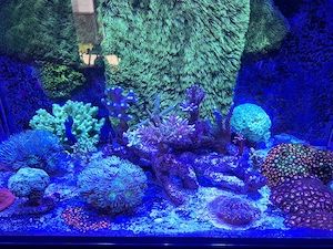 Meerwasser Besatz(Hobbyaufgabe)