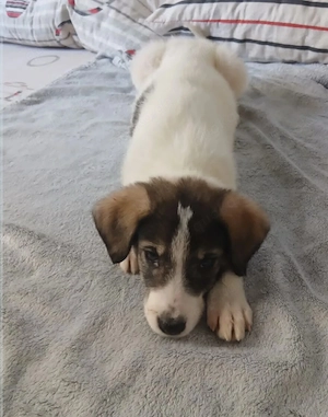 Hund Hündin Welpe Tierschutz Bundesweite Vermittlung  Bild 10