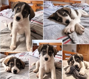 Hund Hündin Welpe Tierschutz Bundesweite Vermittlung 