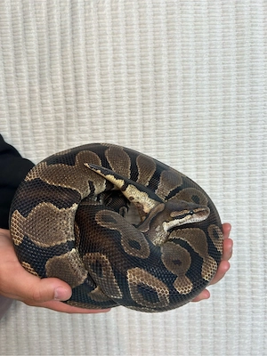 Königspython Bild 3