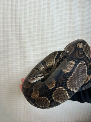 Königspython Bild 2