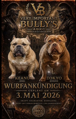 american pocket bully 